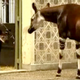 Image for article titled Watch A Baby Okapi Take Its First Steps